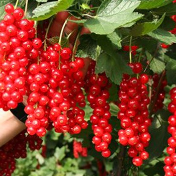 RYBÍZ ČERVENÝ ´ROLAN´- keřový v kont. 2L