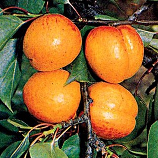 MERUŇKA MAĎARSKÁ - Podnož Ryngle zelená