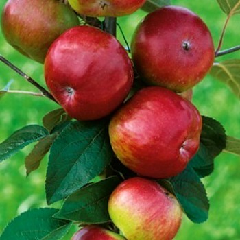 SLOUPOVITÁ JABLOŇ ´RED ROBUST´