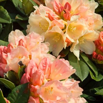 RHODODENDRON XXL ´GOLDEN TORCH´ kont. 5L