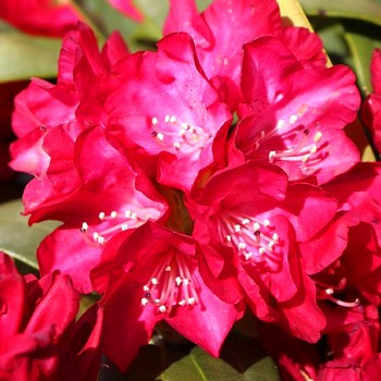 RHODODENDRON XXL ´ROTER STERN´