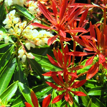 PIERIS JAPONICA ´PRELUDE´