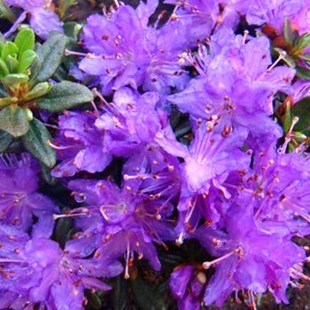 JAPONSKÁ AZALKA XXL ´PURPLE PILLOW´ kont. 2L