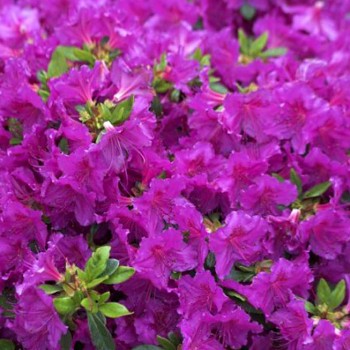 Japonská azalka gletschernacht