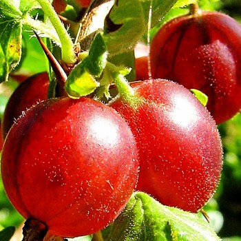 ANGREŠT ´HINNONMAKI RED´ - keřový