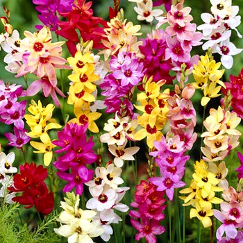 DUHOVNICE MIX (25 cibulí) 