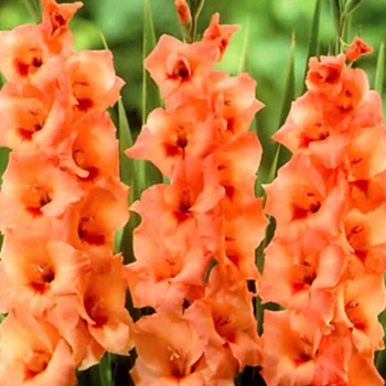 GLADIOLA ´PETER PEARS (10 cibulí)´