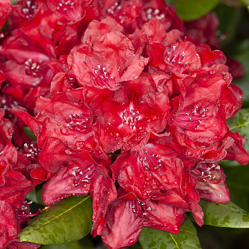 RHODODENDRON ´BUSUKI´