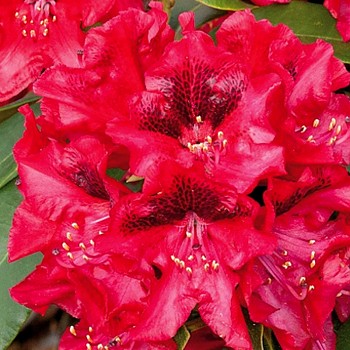 RHODODENDRON ´MATADOR´