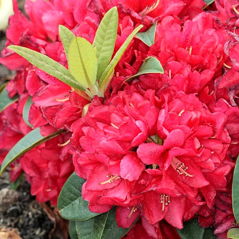 RHODODENDRON ´BRISANZ´