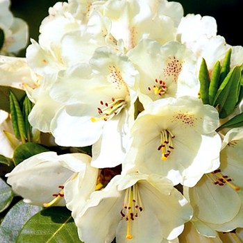 RHODODENDRON ´GOLDKRONE´
