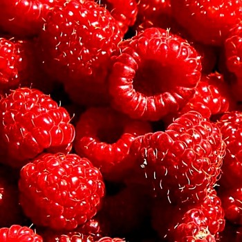 MALINÍK ´HERITAGE ´ XL v kont. 1,3L - stáleplodící  