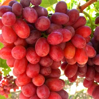 RÉVA ČERVENÁ ´CRIMSON´ Bezsemenná kont. 2L