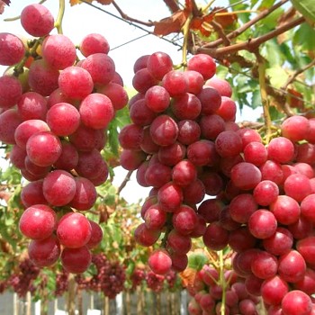 RÉVA ČERVENÁ ´RED GLOBE´ BEZSEMENNÁ kont. 2L