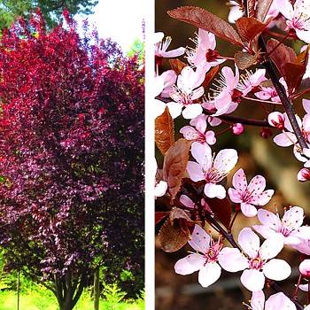 MYROBALÁN ČERVENOLISTÝ ´NIGRA´ kmínek 100cm, kont. 7,5L