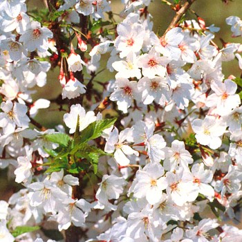 TŘEŠEŇ KURILSKÁ ´BRILLANT´ kont. 4L