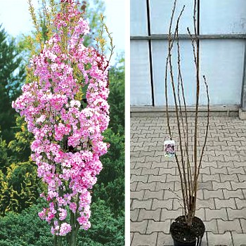 SAKURA SLOUPOVÁ ´AMANOGAWA´ kont. 6L