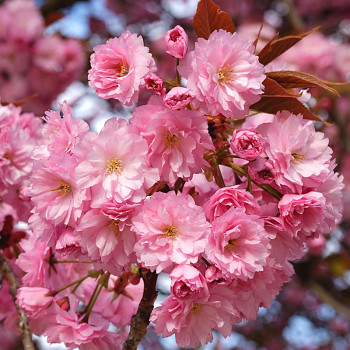 SAKURA´KANZAN´ XXL keřová  kont. 7,5L