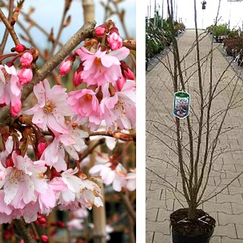 VIŠEŇ CHLOUPKATÁ ´AUTUMNALIS ROSEA´ kont. 7,5L