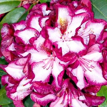 RHODODENDRON XXL´MIDNIGHT MYSTIQUE´ kont. 4L