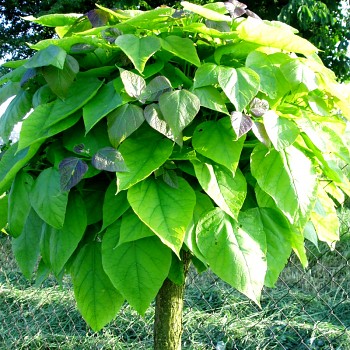 KATALPA ´NANA´ Km 80cm kont. 5L