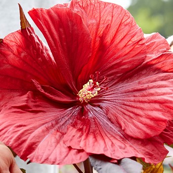 IBIŠEK BAHENNÍ ´GEANT RED´® kont. 2L