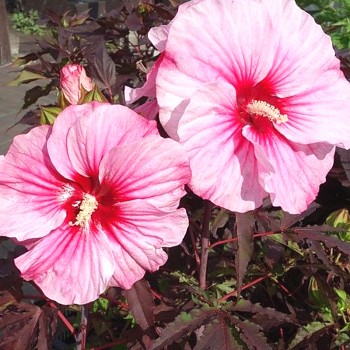 IBIŠEK BAHENNÍ ´PINK CANDY´