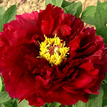 PIVOŇKA DŘEVITÁ ´TMAVĚ ČERVENÁ´(Paeonia suffruticosa)