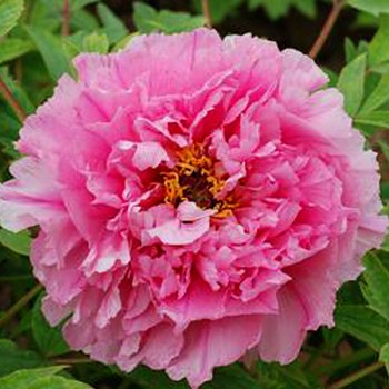 PIVOŇKA DŘEVITÁ  ´SVĚTLE RŮŽOVÁ´(Paeonia suffruticosa)  