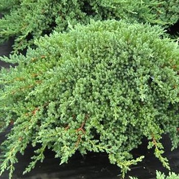 JALOVEC POLOŽENÝ ´NANA´ kont. 3L