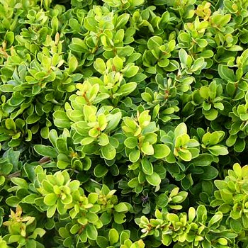 DŘIŠŤÁL THUNBERGŮV ´KOBOLD´ kont 2,5L