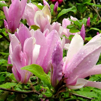 MAGNÓLIE ´GEORGE HENRY KERN´  kont. 2,5L