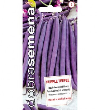 DOBRÁ SEMENA FAZOL KEŘÍČKOVÝ PURPLE TEEPEE