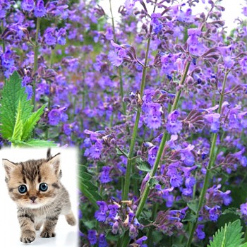 ŠANTA KOČIČÍ ´KIT CAT´