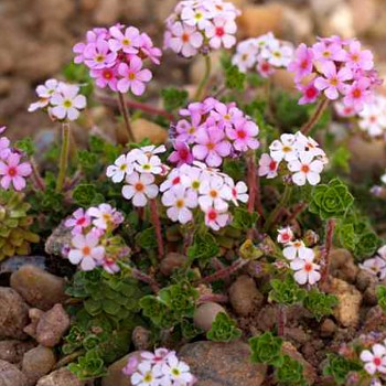 POCHYBEK NETŘESKOVITÝ ´SUSAN JOAN´