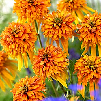 TŘAPATKA ´MARMELADE´ ko 1,3L