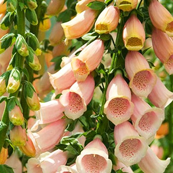 NÁPRSTNÍK ´APRICOT´