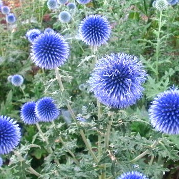 BĚLOTRN ´BLUE GLOW´