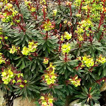 PRYŠEC MANDLOŇOVÝ ´PURPUREA´