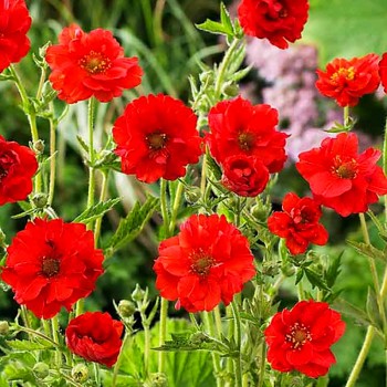 KUKLÍK ´BLAZING SUNSET´