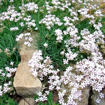 ŠATER PLAZIVÝ ´FILOU WHITE´