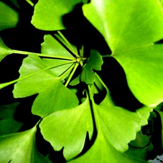 GINKGO BILOBA - JINAN kont. 3L