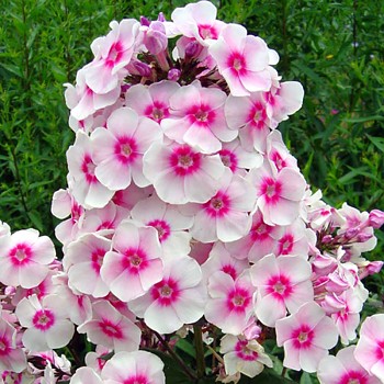 PHLOX ´EUROPA´