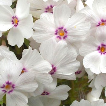 PLAMENKA ŠÍDLOLISTÁ ´AMAZING GRACE´ 