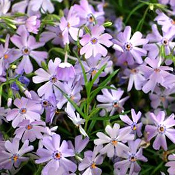 PLAMENKA ŠÍDLOLISTÁ ´EMERALD CUSHION BLUE´