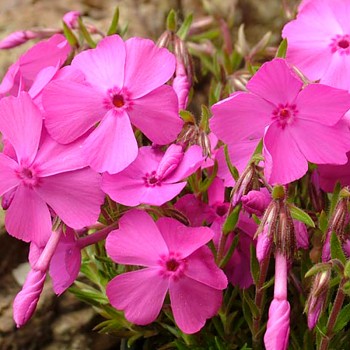 PLAMENKA ŠÍDLOLISTÁ ´MACDANIEL´S CUSHION´