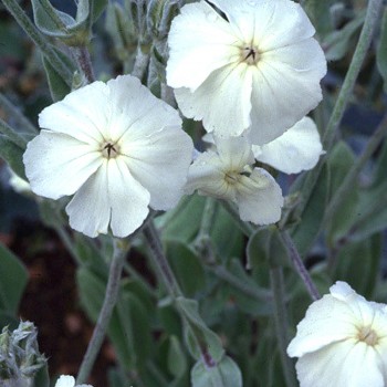 KOHOUTEK VĚNCOVÝ ´ALBA´