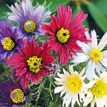 KONIKLEC ´PRIMA PAPAGENA´