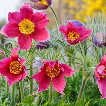 KONIKLEC ´ROTE GLOCKE´