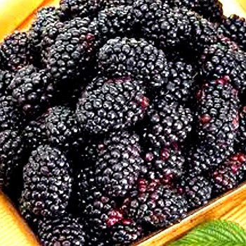 OSTRUŽINÍK ČAČANSKÁ BEZTRNNÁ  XL v kontejneru 2L